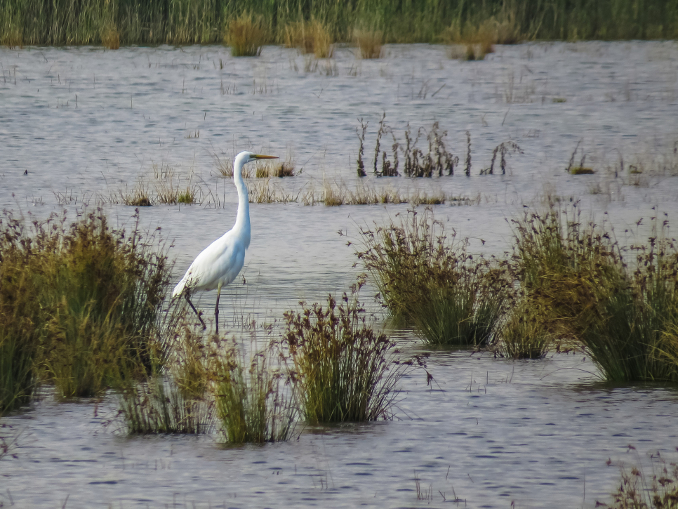 4 Great White Egrets